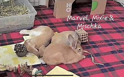 Mischka, Mixie, & Marvel
