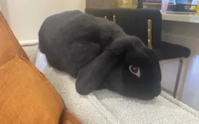 Bunbun Vinny – Trialing his forever home